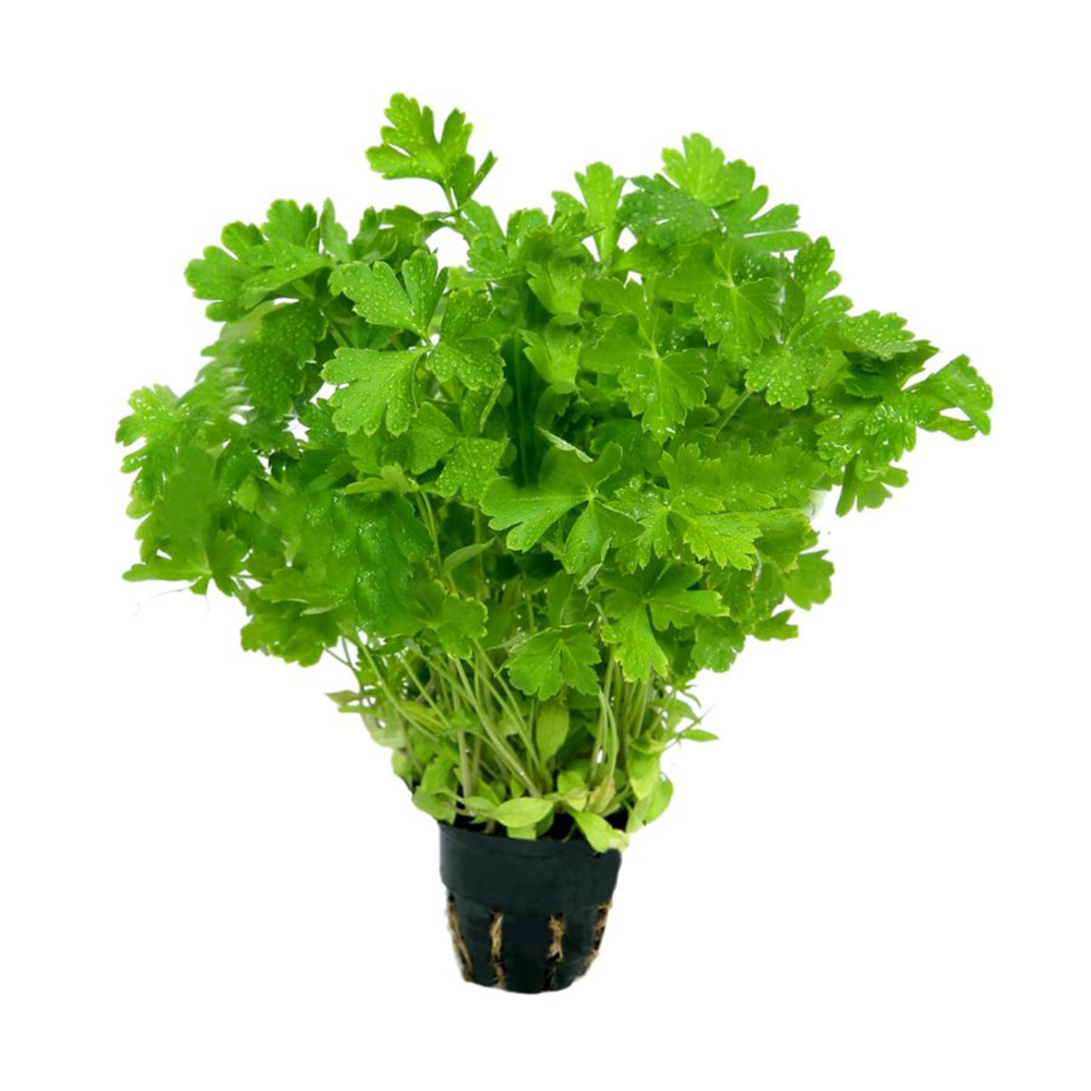 Петрушка parsley
