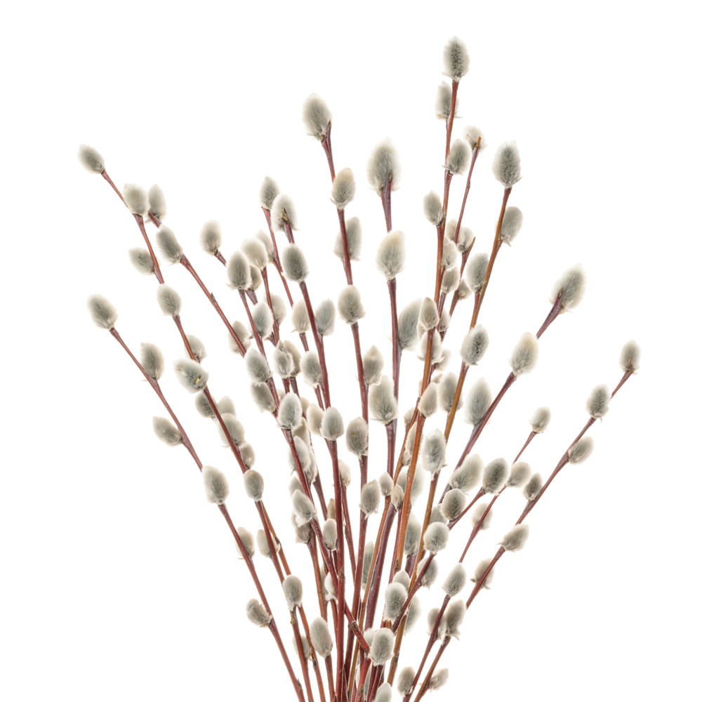 Изображение товара Букет Вербы из 7 веток