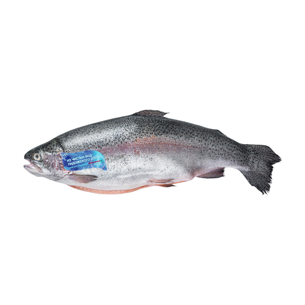 Изображение товара Форель Радужная Потрошеная с Головой с Биркой 1-2кг