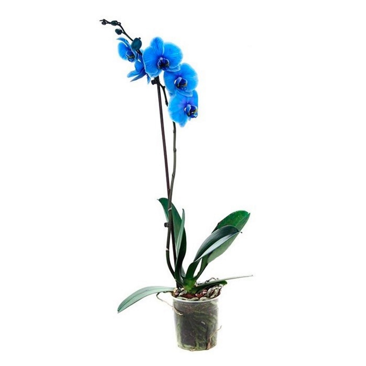Синяя орхидея в горшке. Орхидея фаленопсис Роял Блю. Фаленопсис Роял Блю крашеная?. Орхидея фаленопсис Блу 1рр 12. Орхидея фаленопсис синяя d12 h60.