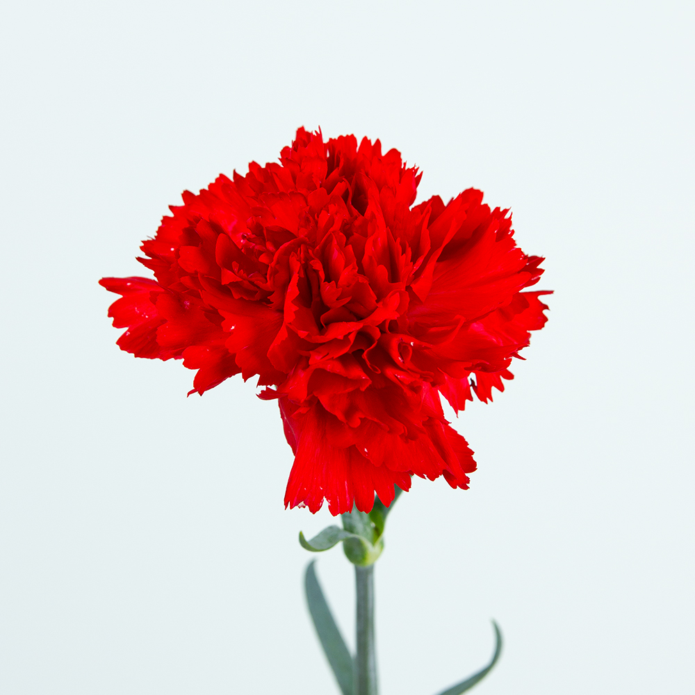 Изображение товара Гвоздика Одноголовая Изображение товара Гвоздика Одноголовая