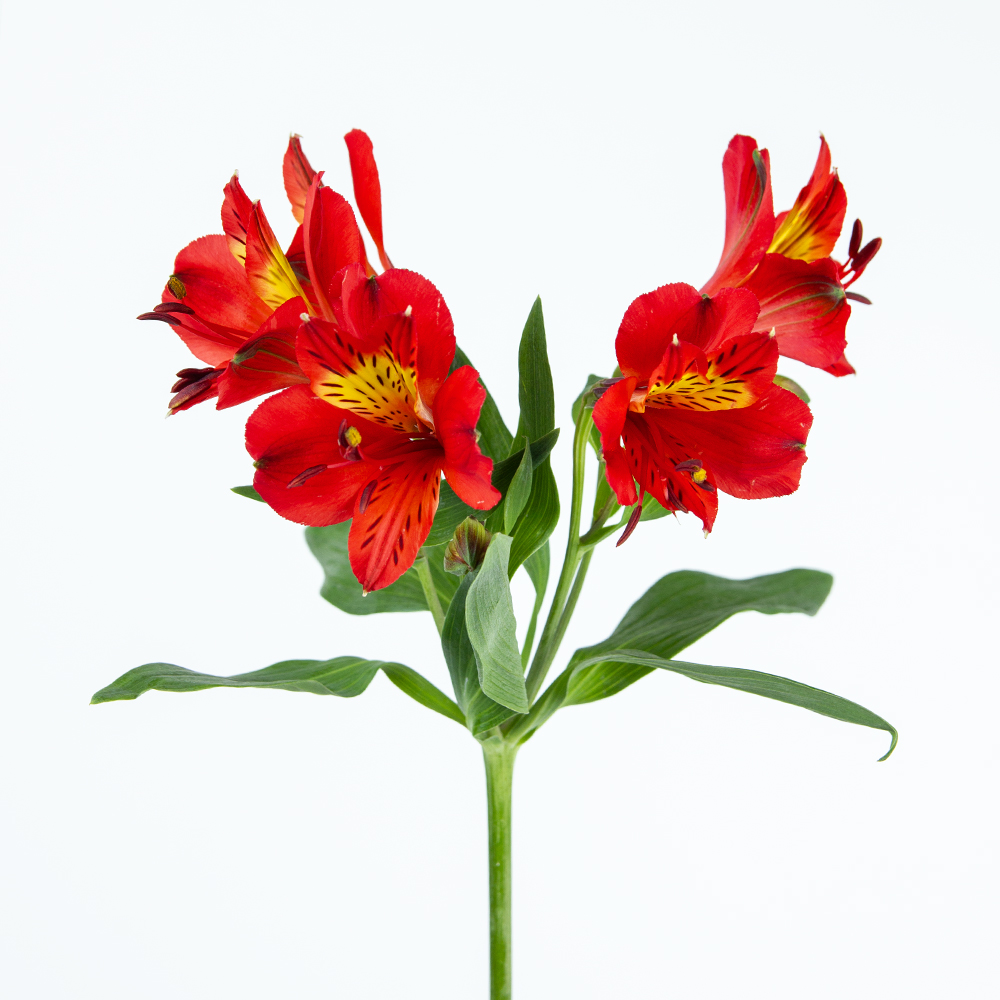 Изображение товара Альстромерия