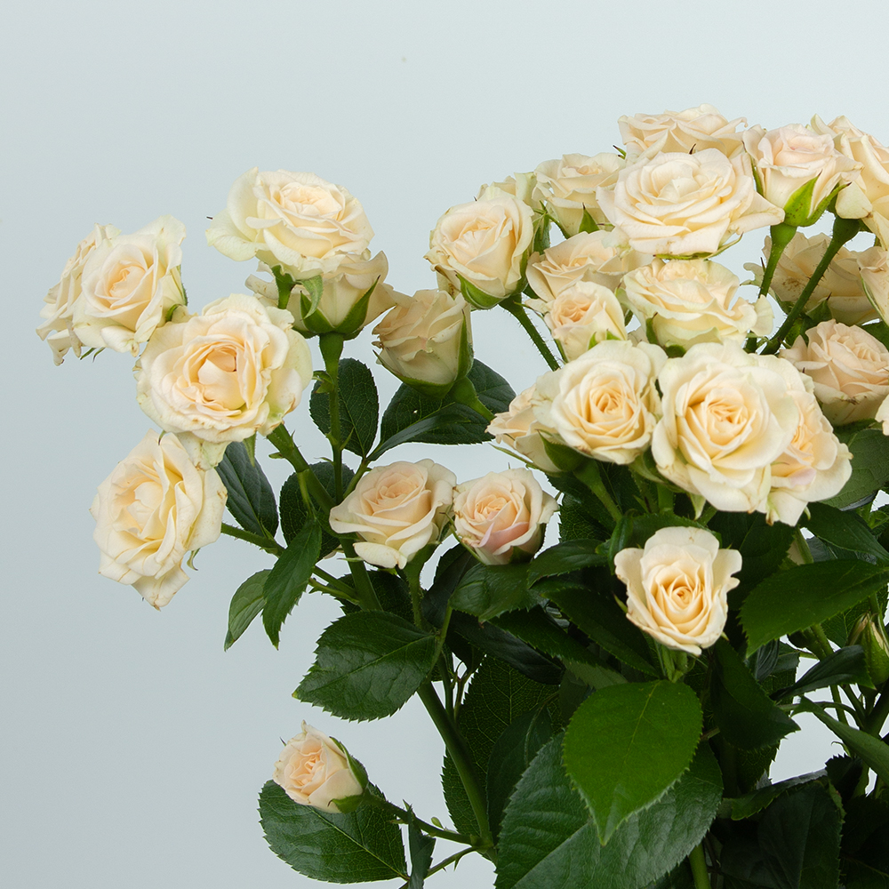 Изображение товара Роза кустовая - свежесрезанные цветы, Нидерланды