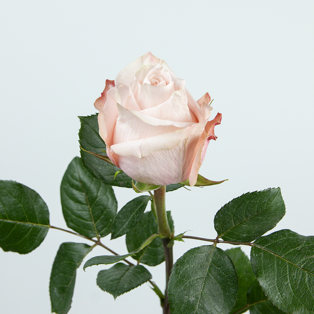 Изображение товара Роза Эквадор 70см