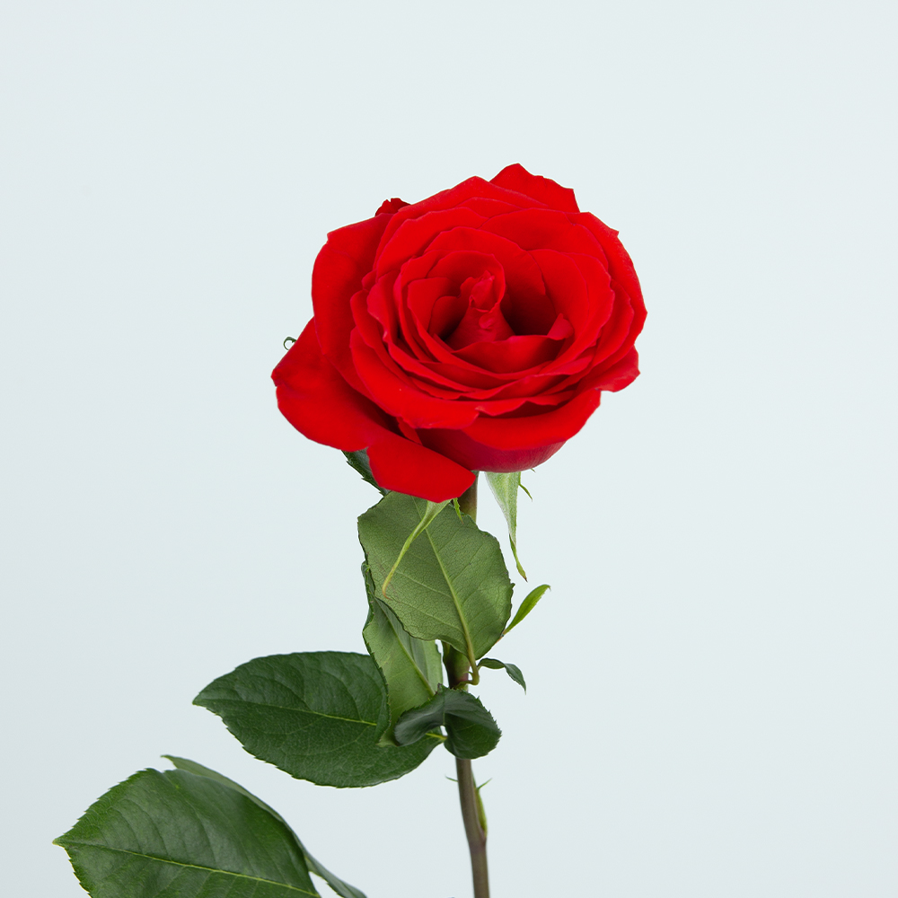 Изображение товара Роза Эквадор 50см