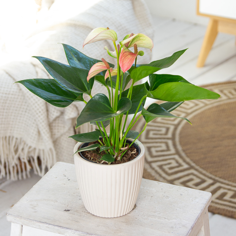 Изображение товара Антуриум Микс 12/40