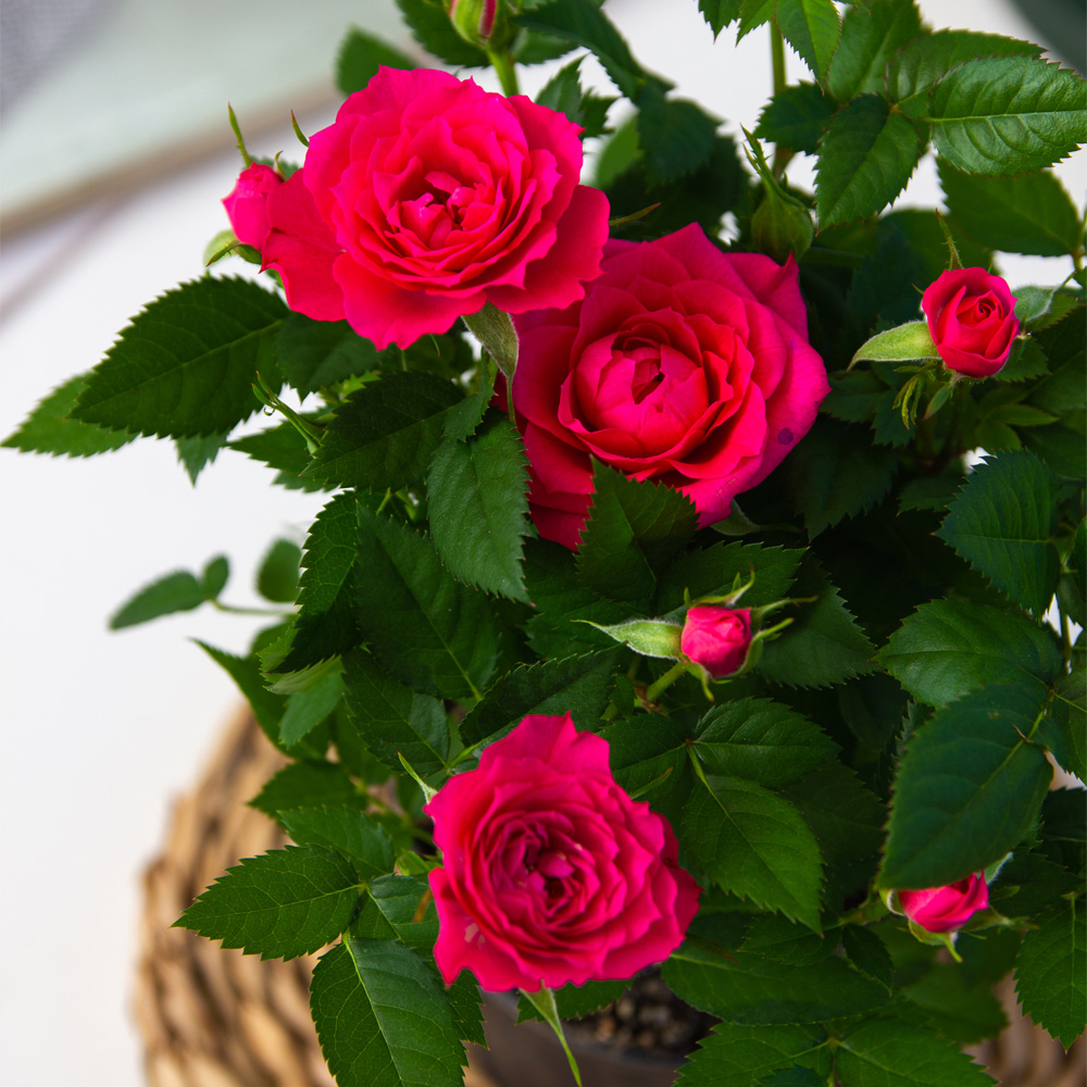 Изображение товара Роза Микс 12/30 — горшечные розы, набор 0.1 л