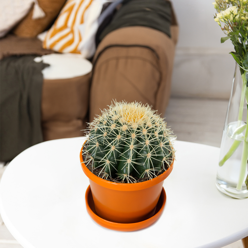 Изображение товара Кактус Грузони 12/20