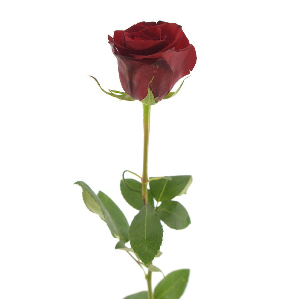 Купить розы поштучно в москве