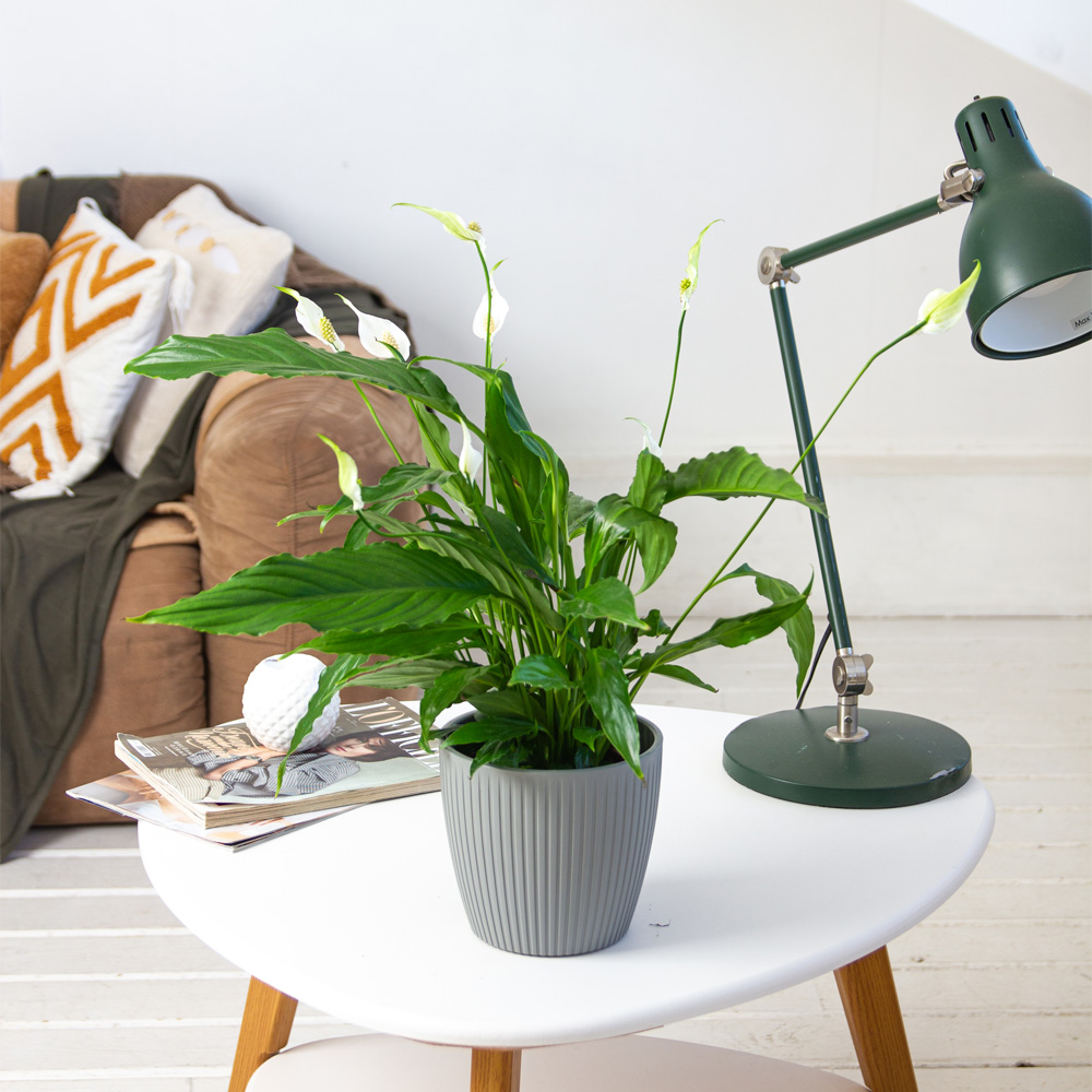 Изображение товара Спатифиллум 13/50 — компактное растение для дома