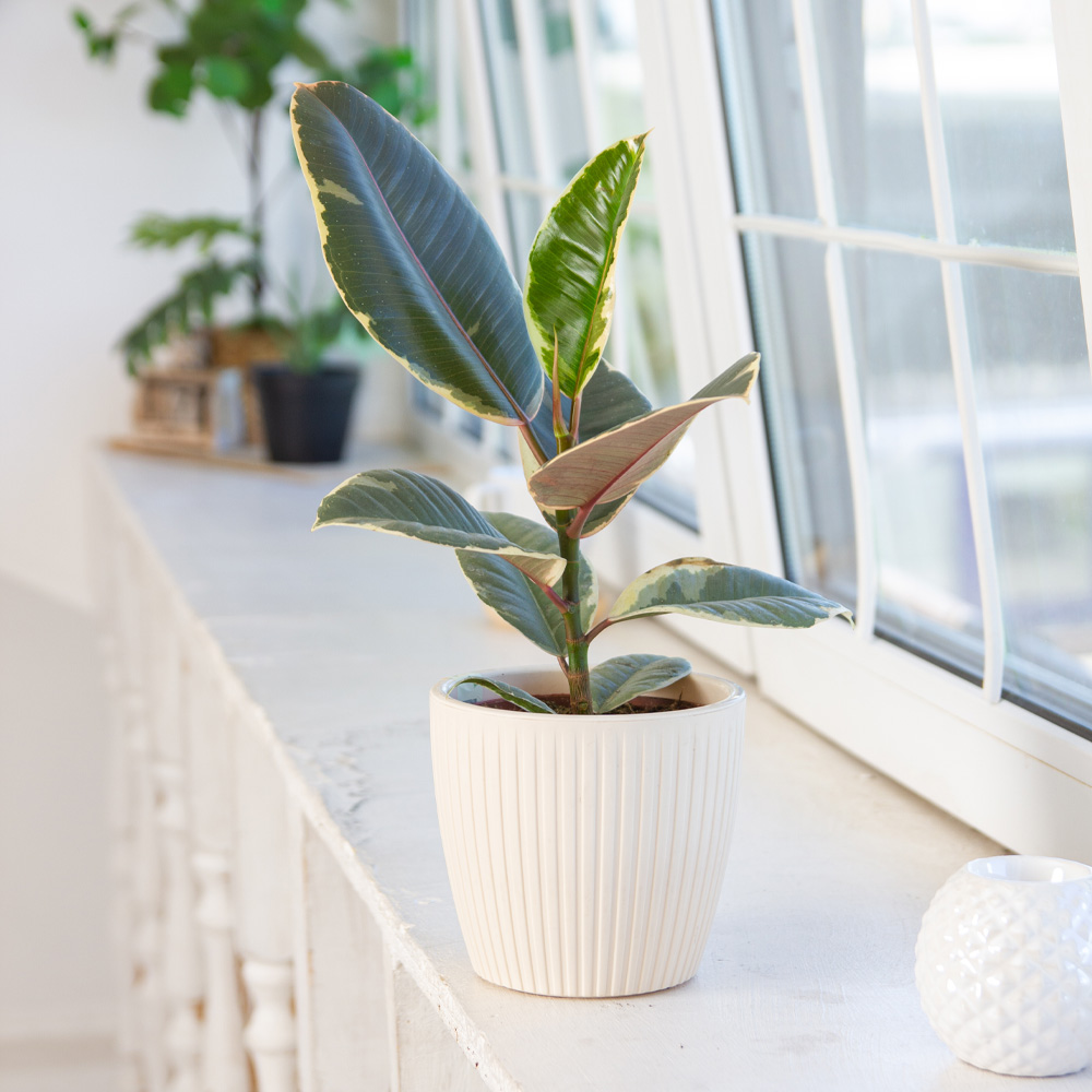 Изображение товара Фикус Эластика Микс 12/40