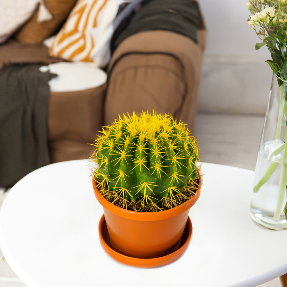 Изображение товара Кактус Микс Крашеный — декоративное комнатное растение